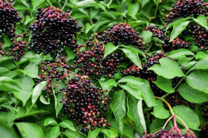 What does a wild elderberry bush look like