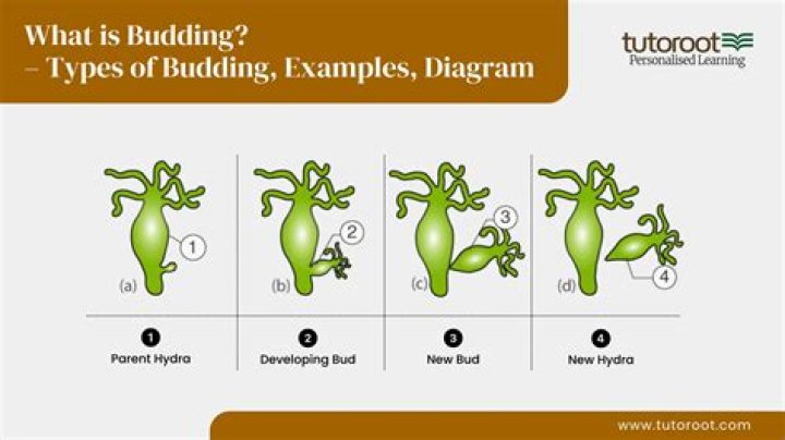 What does budding inventor mean