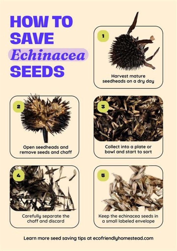 What does Echinacea come from
