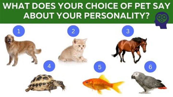 What does having a pet say about you