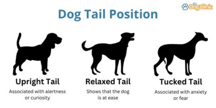 What does it mean when a dogs tail is bent