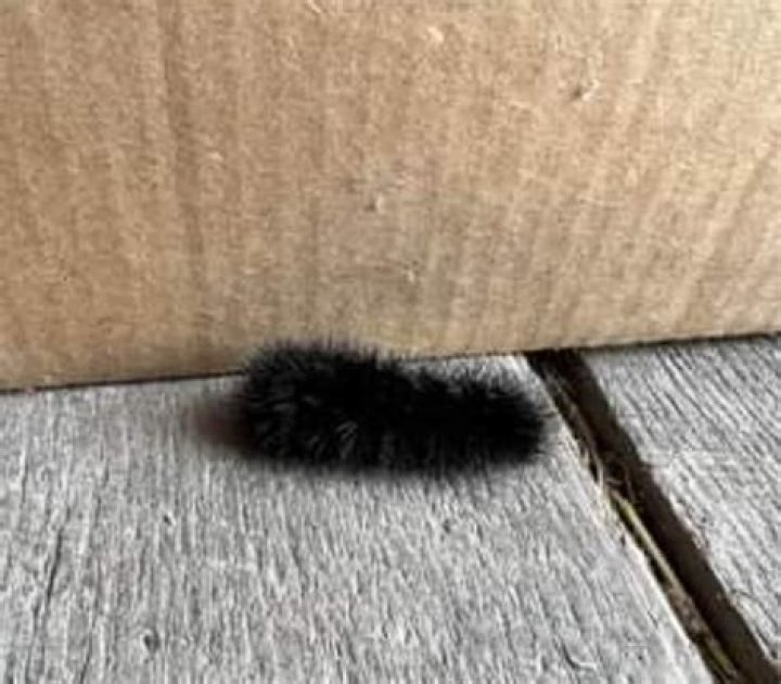 What does it mean when you see a black Wooly Worm