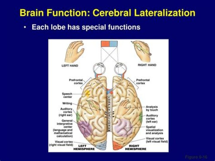What does lateralization of cortical functioning mean