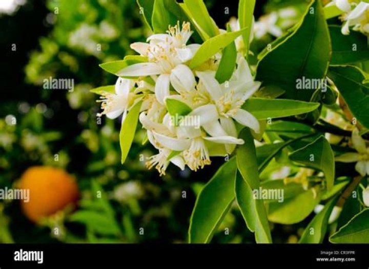 What does orange blossom look like