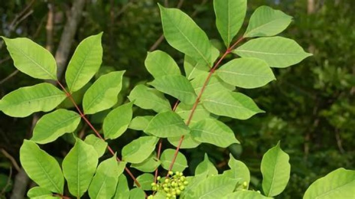 What does poison sumac look like in the fall