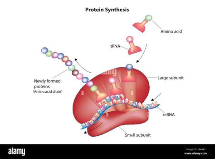 What does protein synthesis do for the body