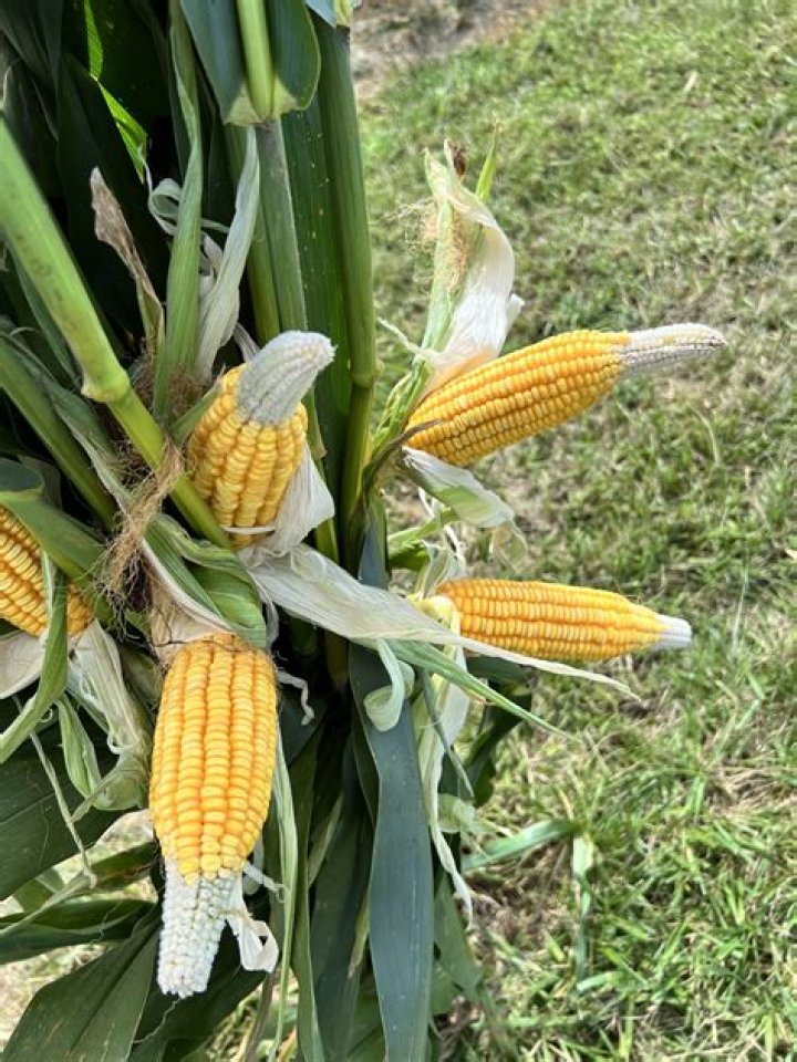 What does red corn mean