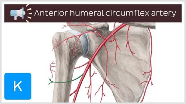 What does the anterior circumflex humeral artery supply