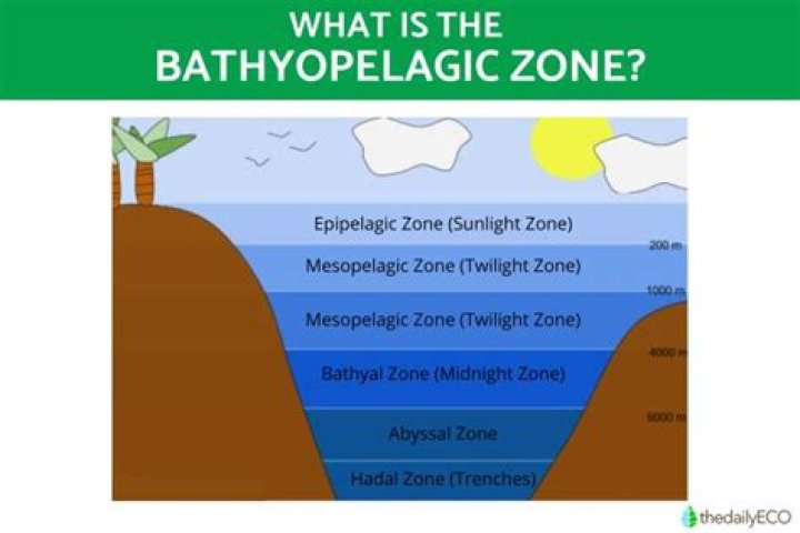 What does the bathyal zone look like