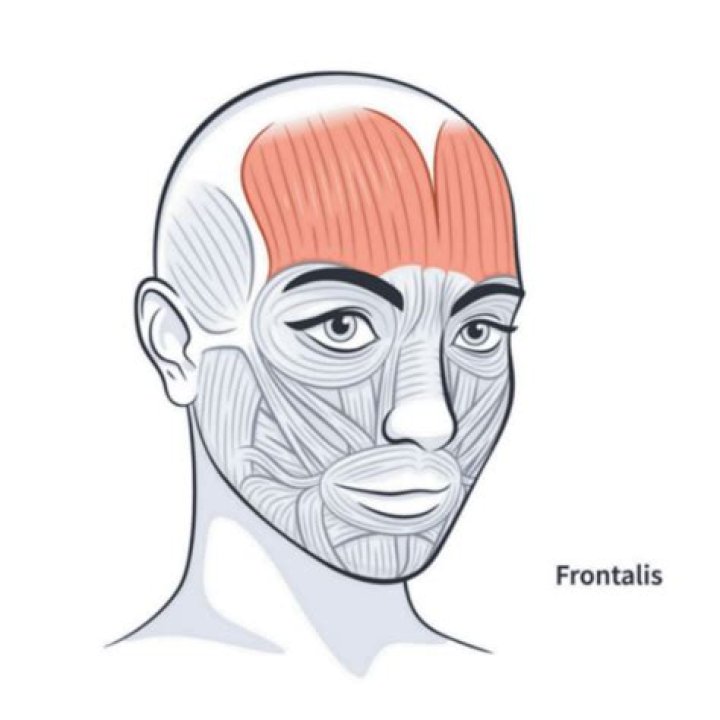 What does the frontalis muscle do