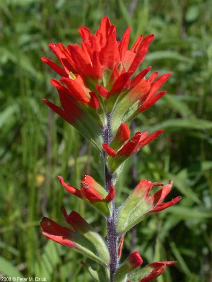 What does the Indian Paintbrush look like