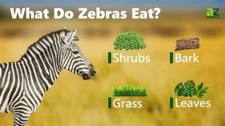 What does the plains zebra eat