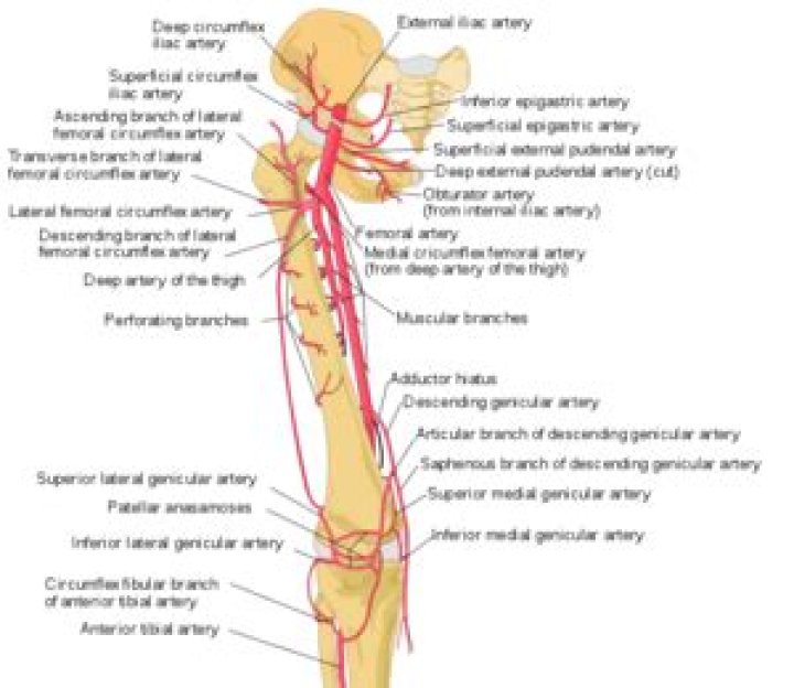What does the superficial femoral artery supply