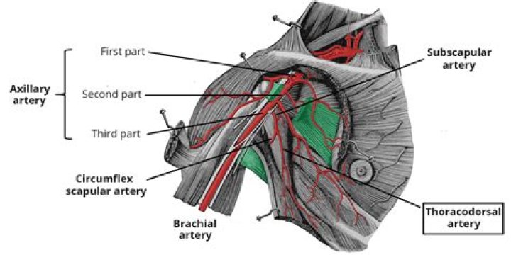What does the Thoracodorsal artery supply