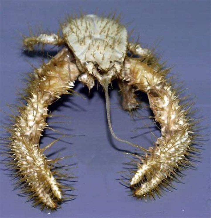 What does the Yeti crab do