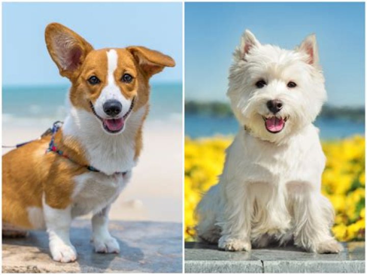 What dog breeds dig the most