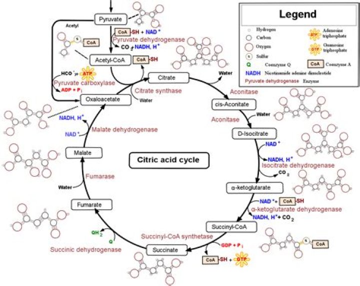 What enzymes are involved in the citric acid cycle