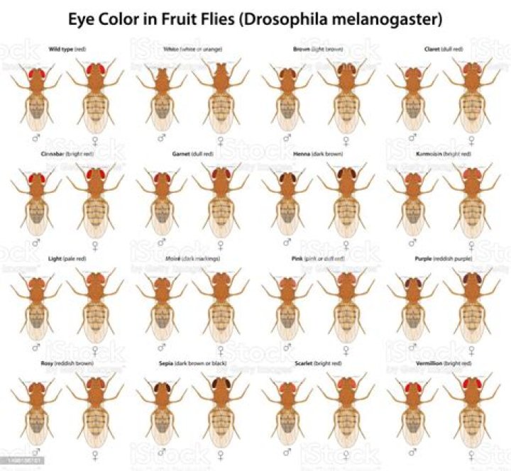 What eye color is dominant in fruit flies