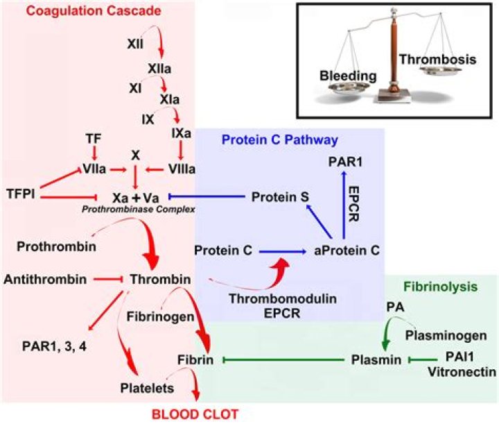 What factor is thrombin