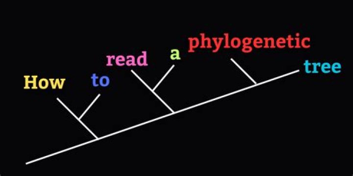 What features of phylogenetic trees are used to represent points of divergence from common ancestors