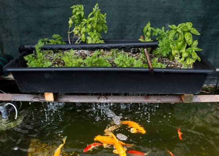 What fish can be used for aquaponics