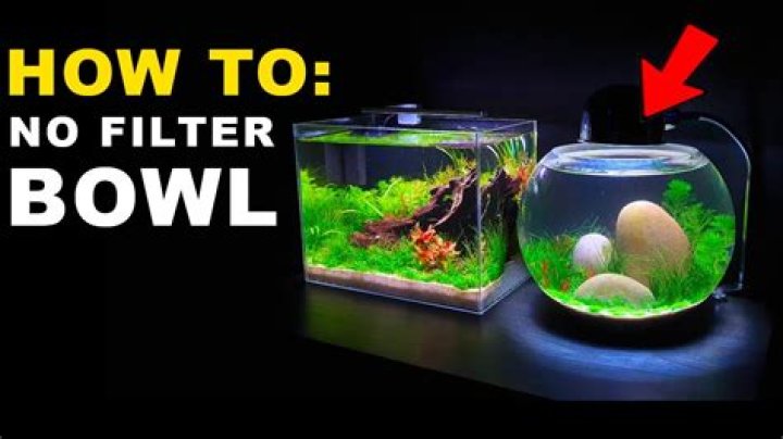 What fish can live in a bowl without filter