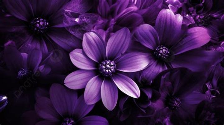 What flowers are dark purple