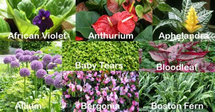 What flowers are safe for children