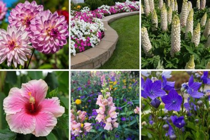 What flowers can I plant in April
