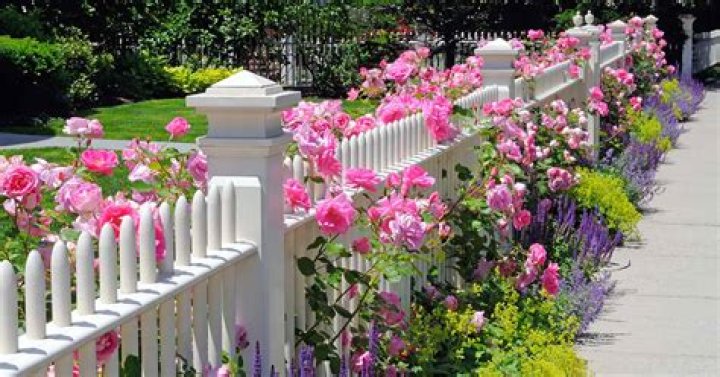What flowers go best with roses