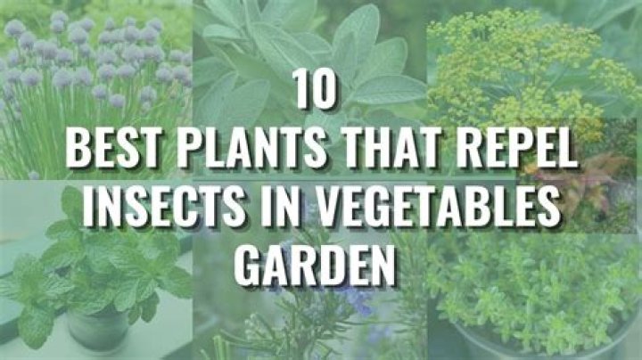 What flowers repel pests in vegetable garden