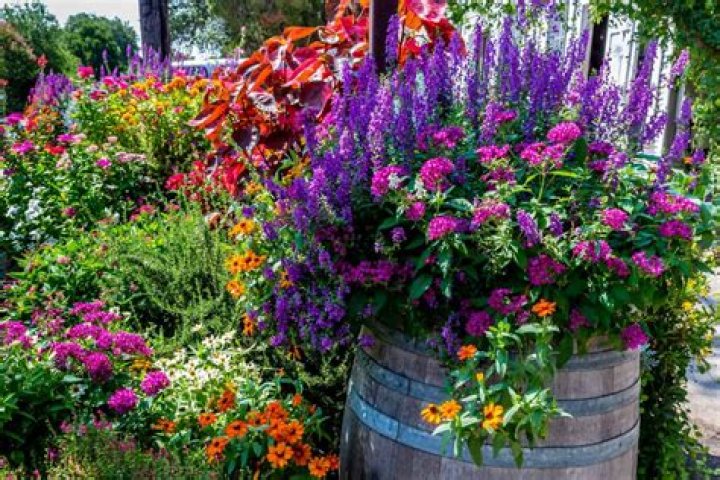 What flowers should I plant in my garden