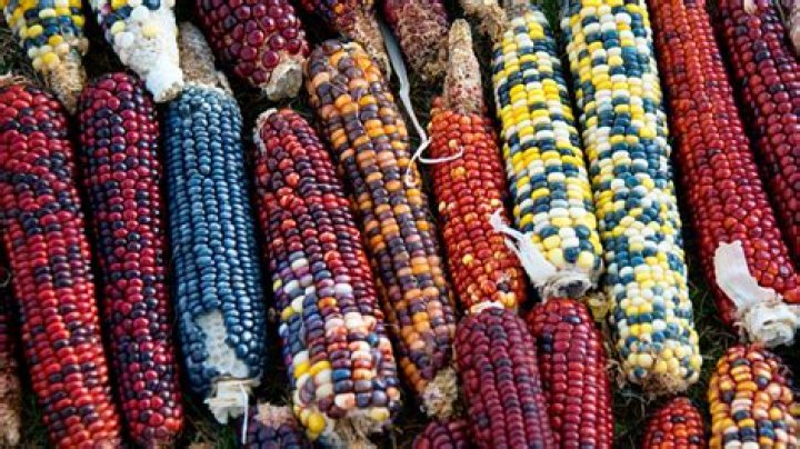 What food is native to California