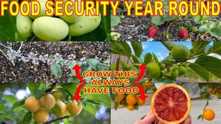 What fruit grows best in Georgia