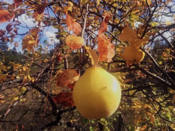 What fruit trees are deer resistant