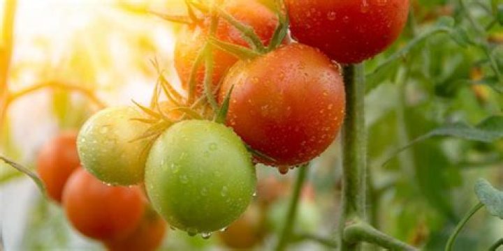 What fruits grow in hot climates