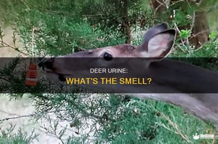 What gets rid of the smell of deer urine