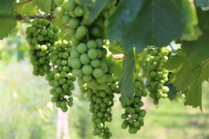 What grapes grow in Florida