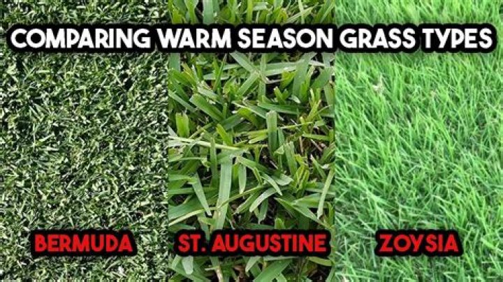 What grass grows in Arizona