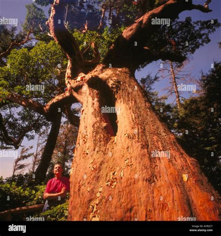 What grows in British Columbia