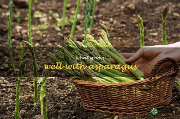 What grows well with asparagus