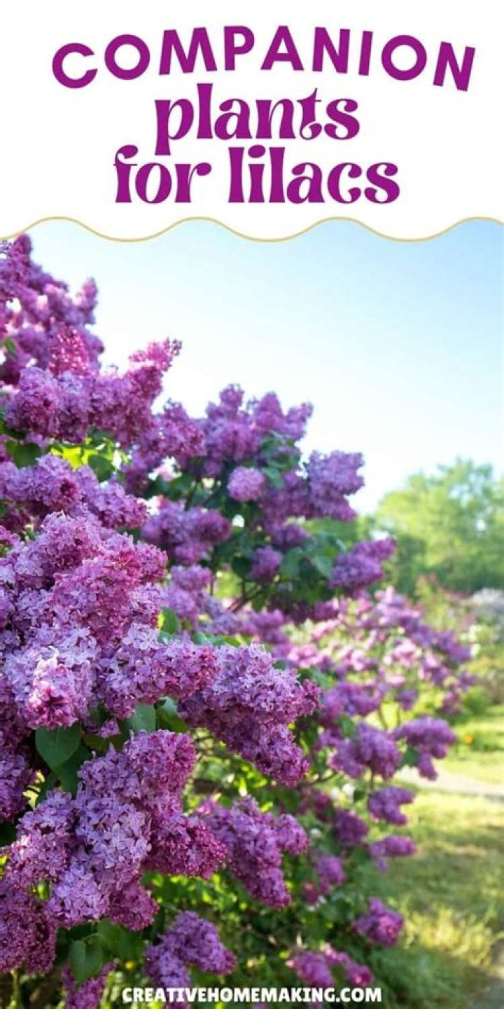 What grows well with lilacs