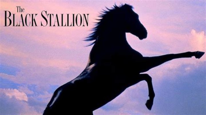What happened to the black stallion