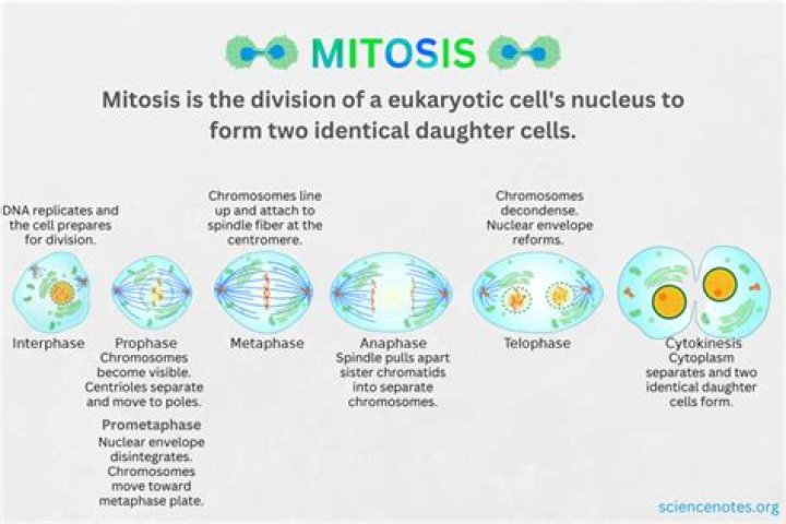 What happens during each stage of mitosis