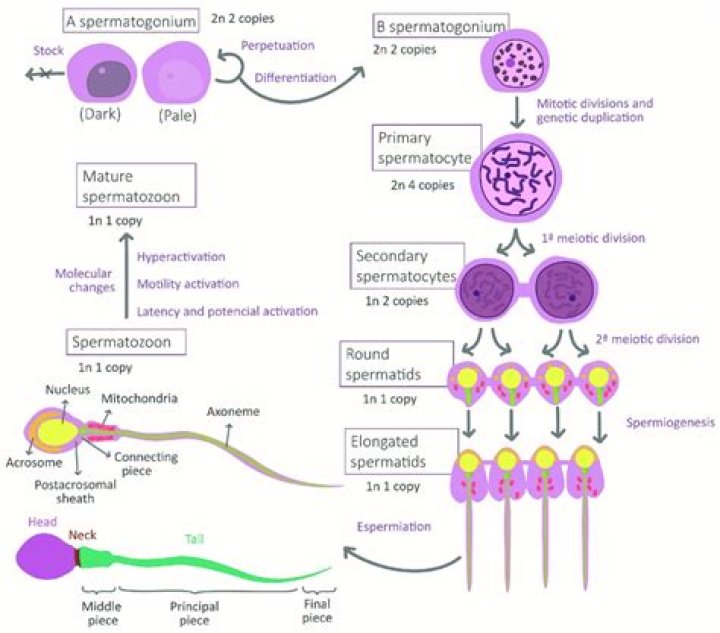 What happens if spermatogenesis occurs in cryptorchid testes