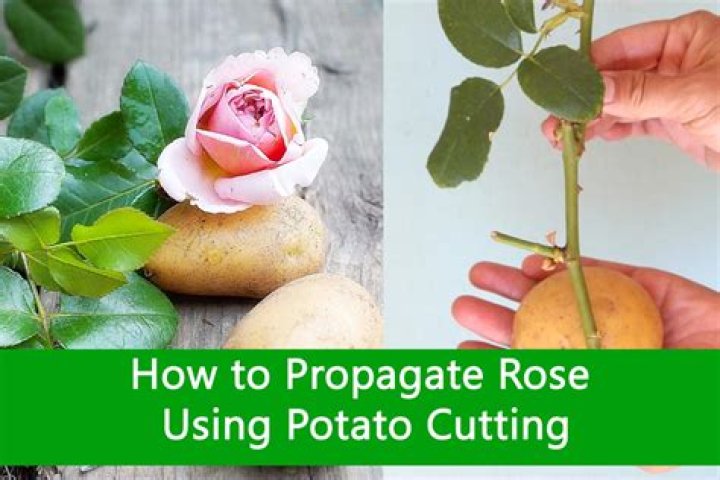 What happens if you put a rose cutting in a potato