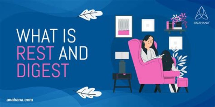 What happens in rest and digest
