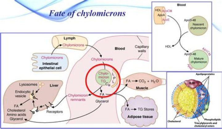 What happens to chylomicrons once they enter the bloodstream