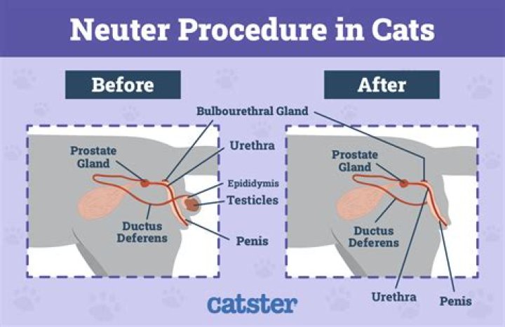 What happens when a cat is neutered
