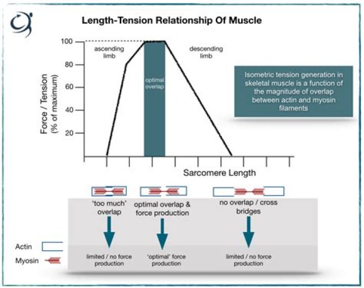 What happens when muscle is stretched beyond optimal length